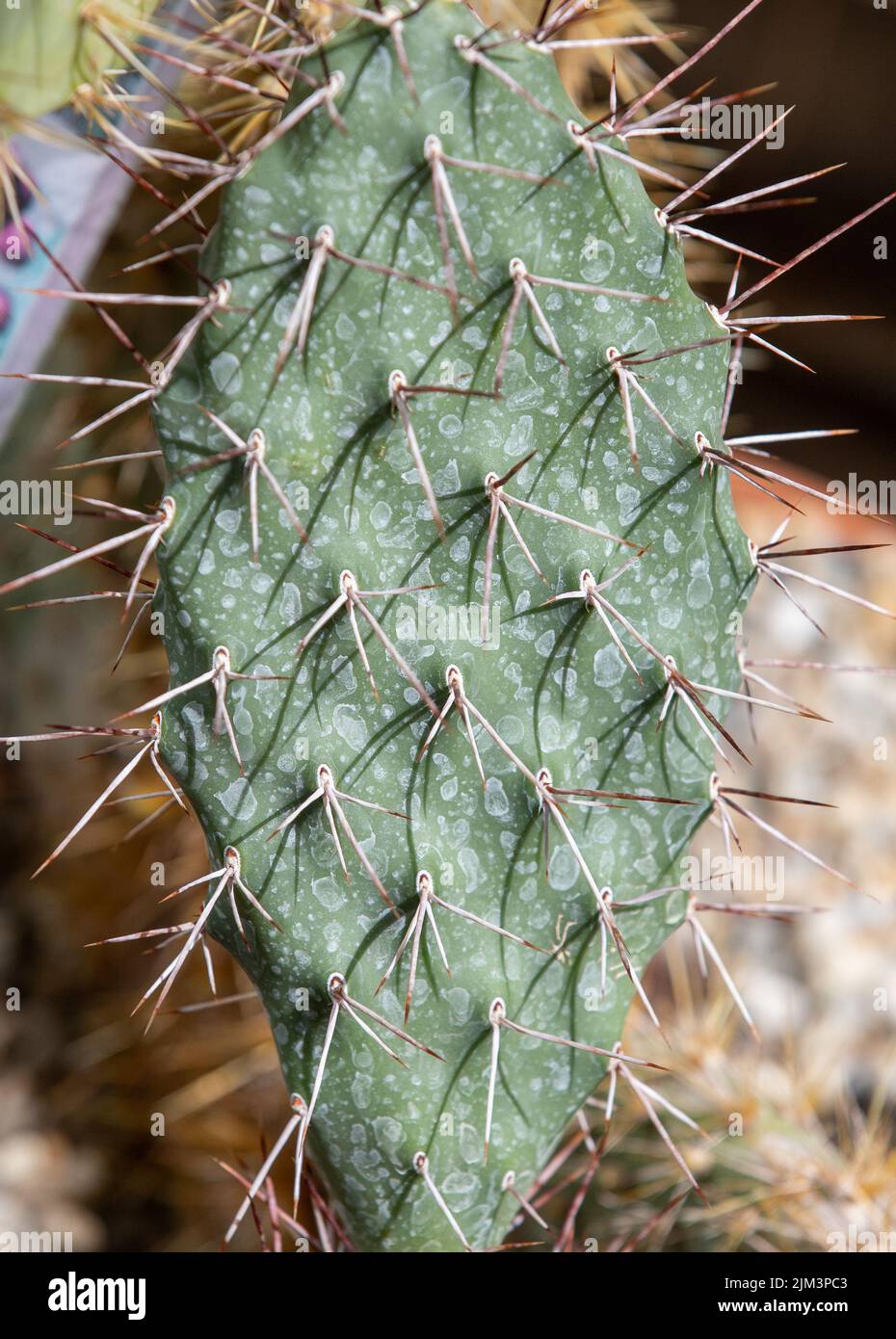 Eine Nahaufnahme mit den Spitzen eines Kaktus, Makro, grün, tropisch Stockfoto