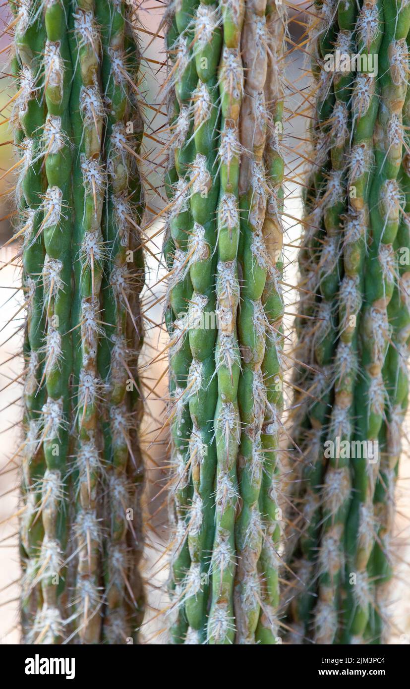Eine Nahaufnahme eines Pilosocereus leucocephalus Kaktus, tropisch, natürlich Stockfoto