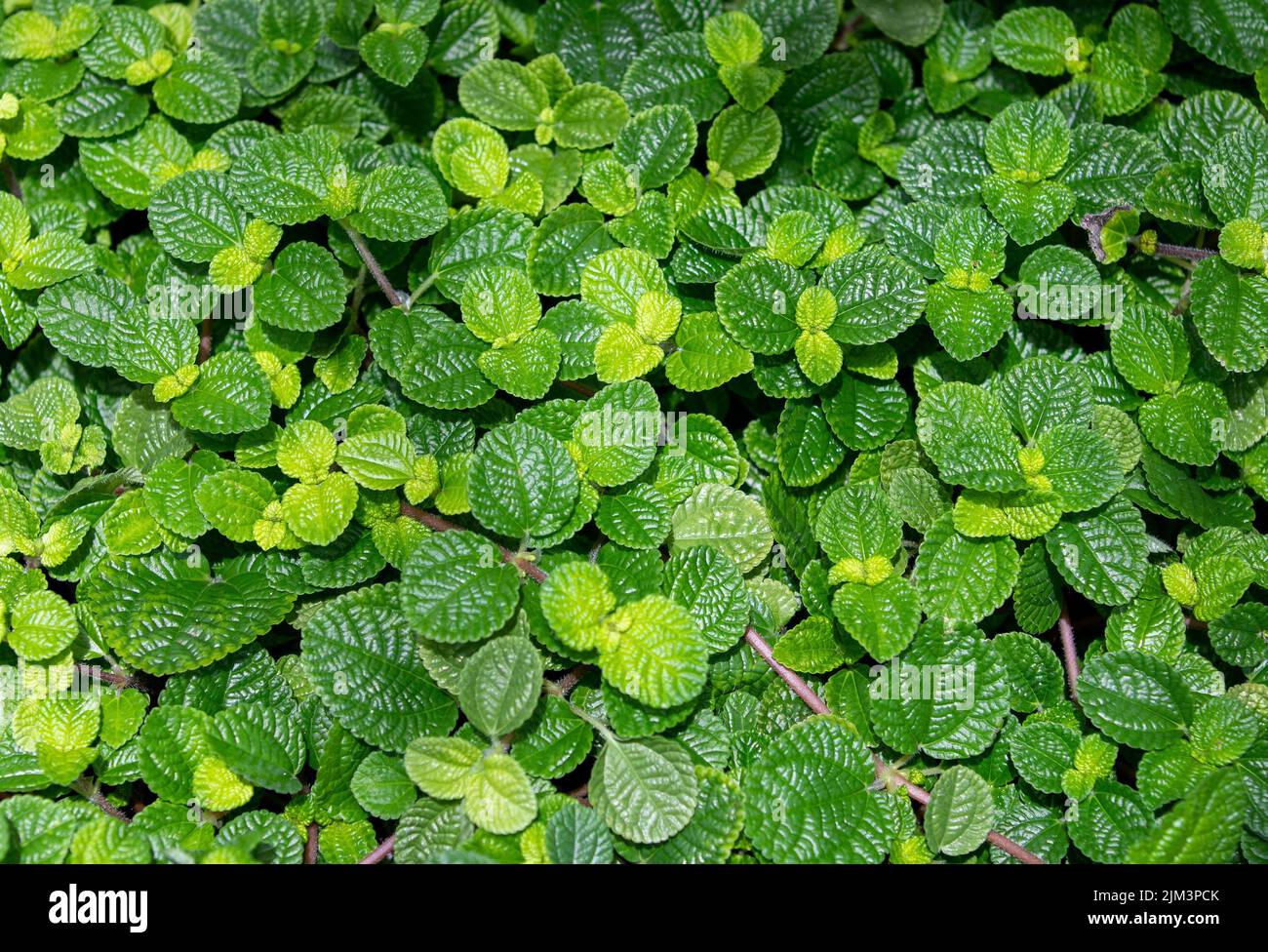Eine Nahaufnahme mit vielen Blättern der Pilea involucrata Pflanze, grün, Adern Stockfoto