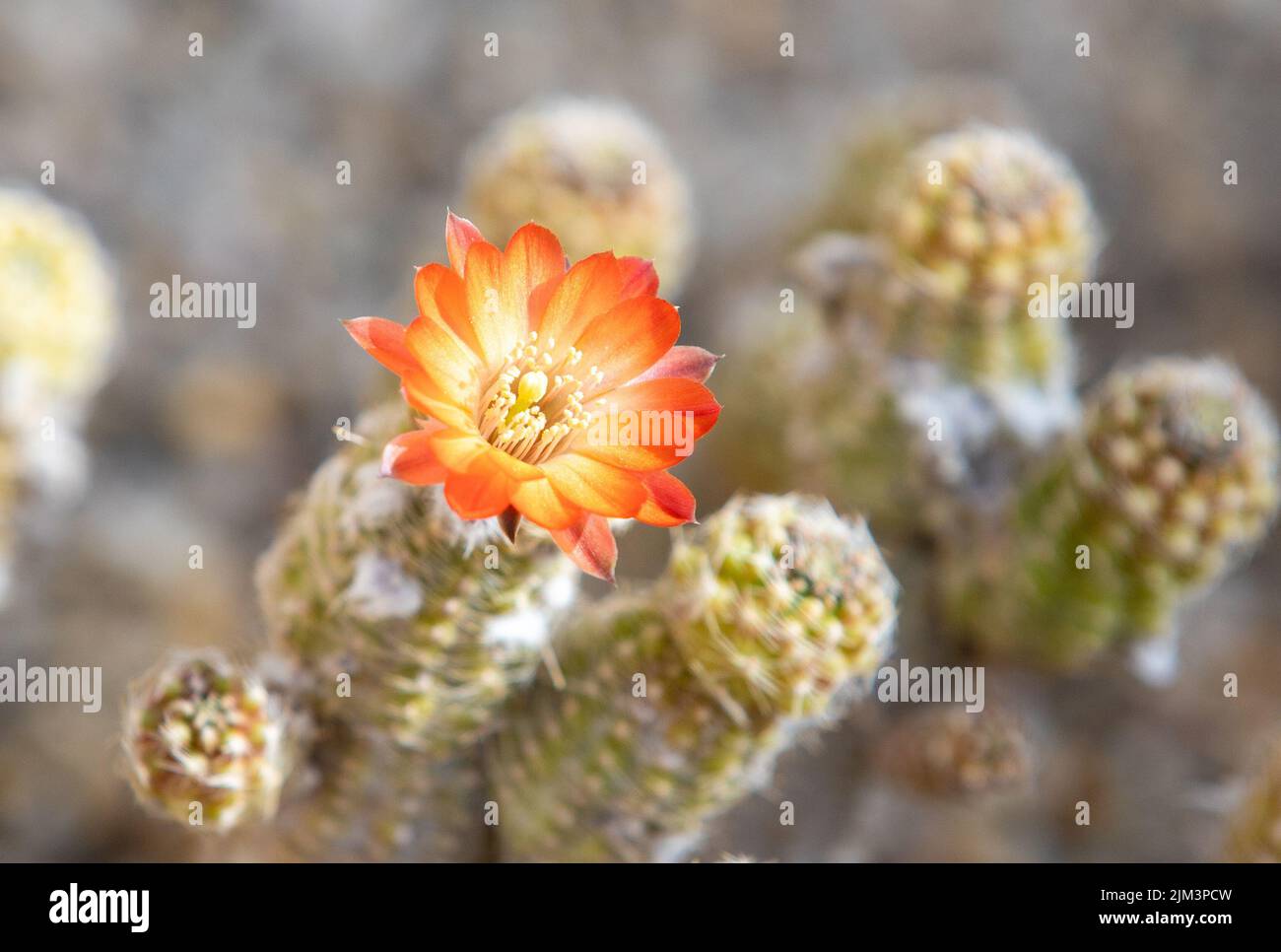 Eine Nahaufnahme eines blühenden Kaktus Stockfoto