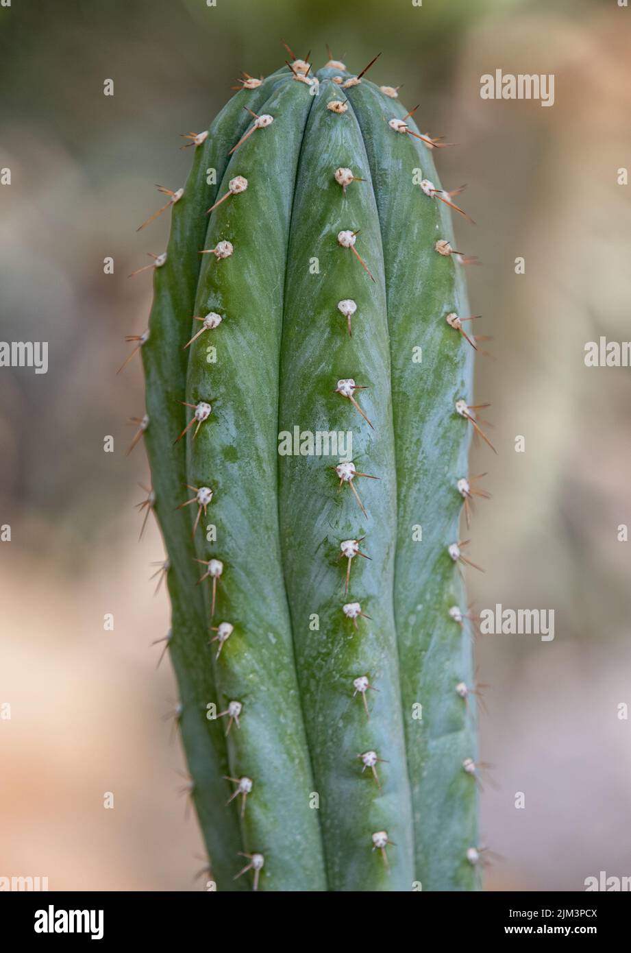 Eine vertikale Nahaufnahme einer grünen Kaktuspflanze mit scharfen Dornen auf einem verschwommenen Hintergrund Stockfoto