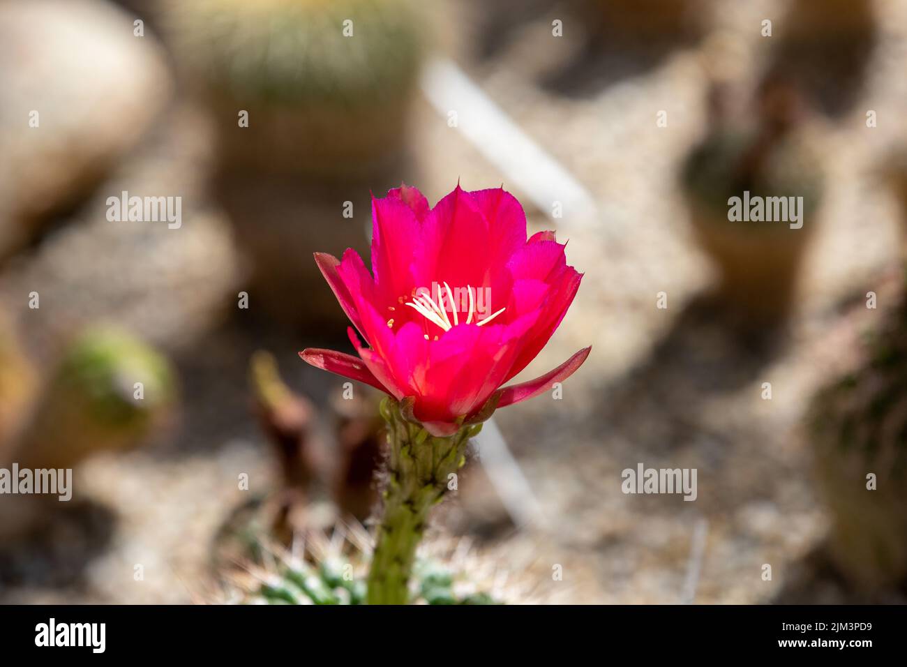 Eine Nahaufnahme mit einer Cylindropuntia imbricata Kaktusblüte, Natur, wild, rot Stockfoto