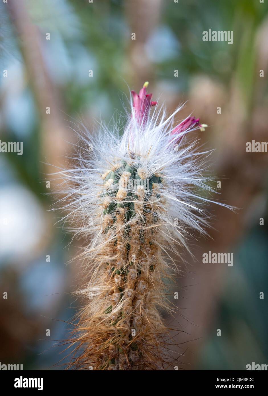 Eine vertikale Nahaufnahme eines blühenden Kaktus Stockfoto