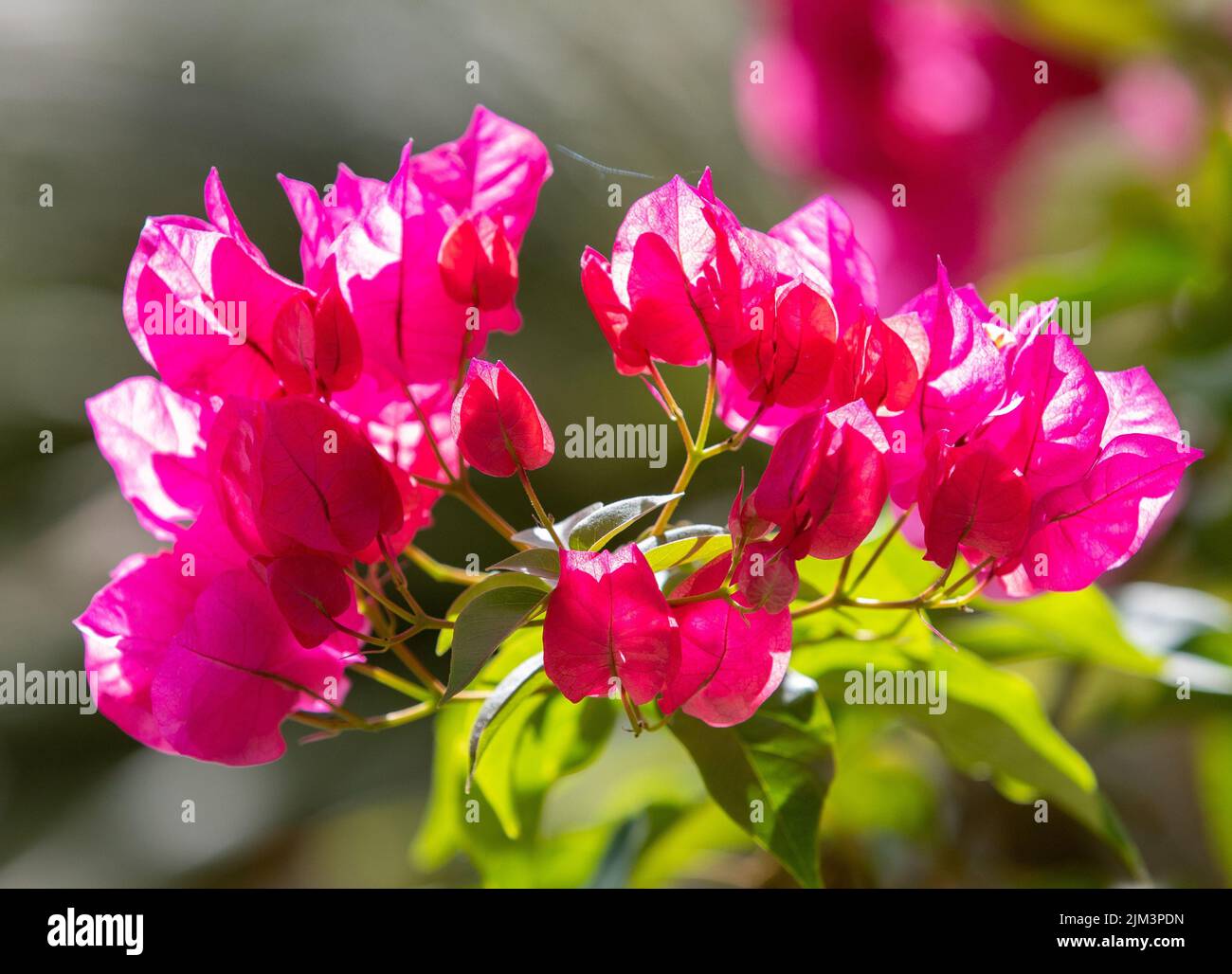 Eine Nahaufnahme von Bougainvillea spectabilis Blumen, Nahaufnahme, Natur Stockfoto
