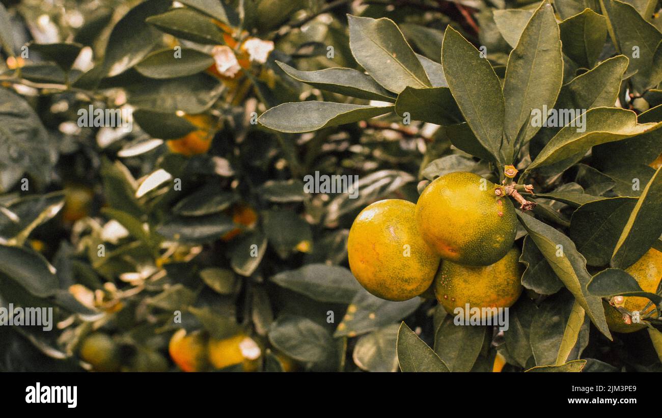 Eine Nahaufnahme von Mandarinorangen, die an einem Baum mit dunkelgrünen Blättern hängen Stockfoto