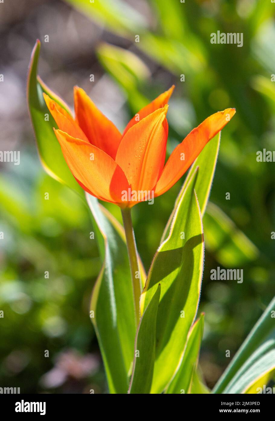 Eine Nahaufnahme mit einer orangefarbenen Tulpe im Sonnenlicht, Licht, botanisch Stockfoto