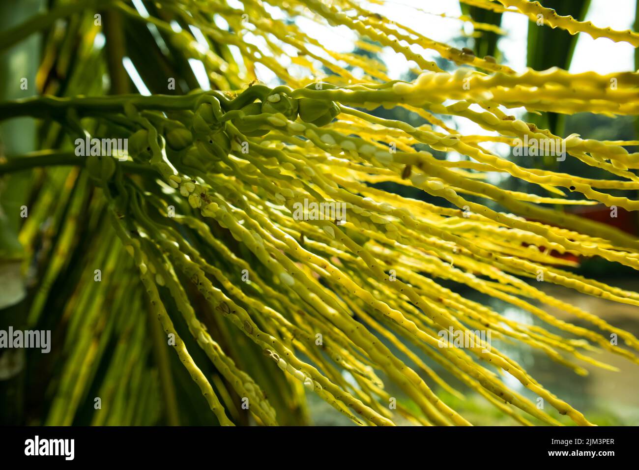 Areca Palmsamen oder Blume auch bekannt als Arecanut in einem Wintermorgen und Tau Tropfen scheint wie weiße Perlen Stockfoto