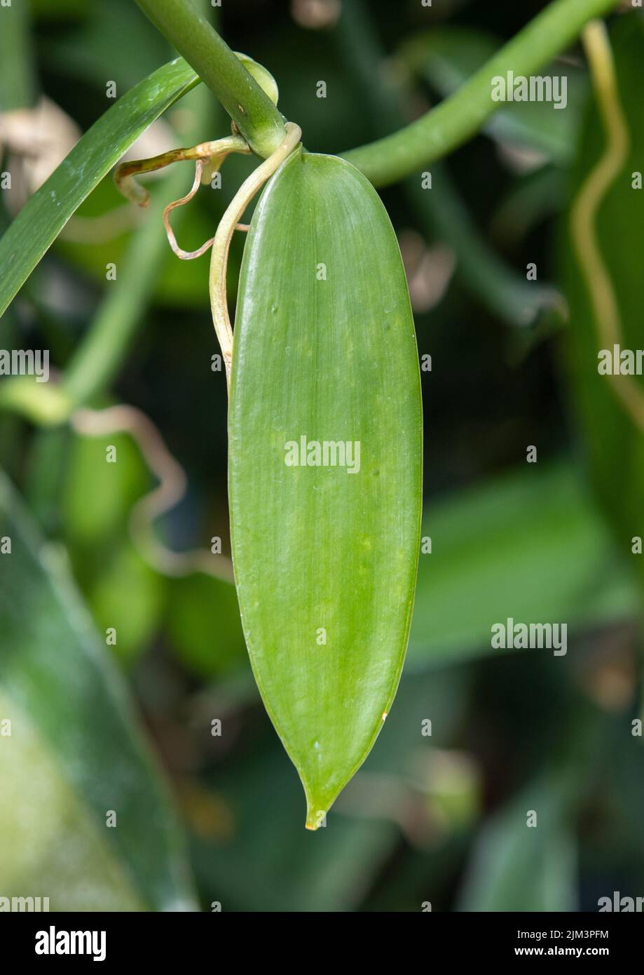 Eine Nahaufnahme mit einem Vanilla planifolia Blatt, grün Stockfoto