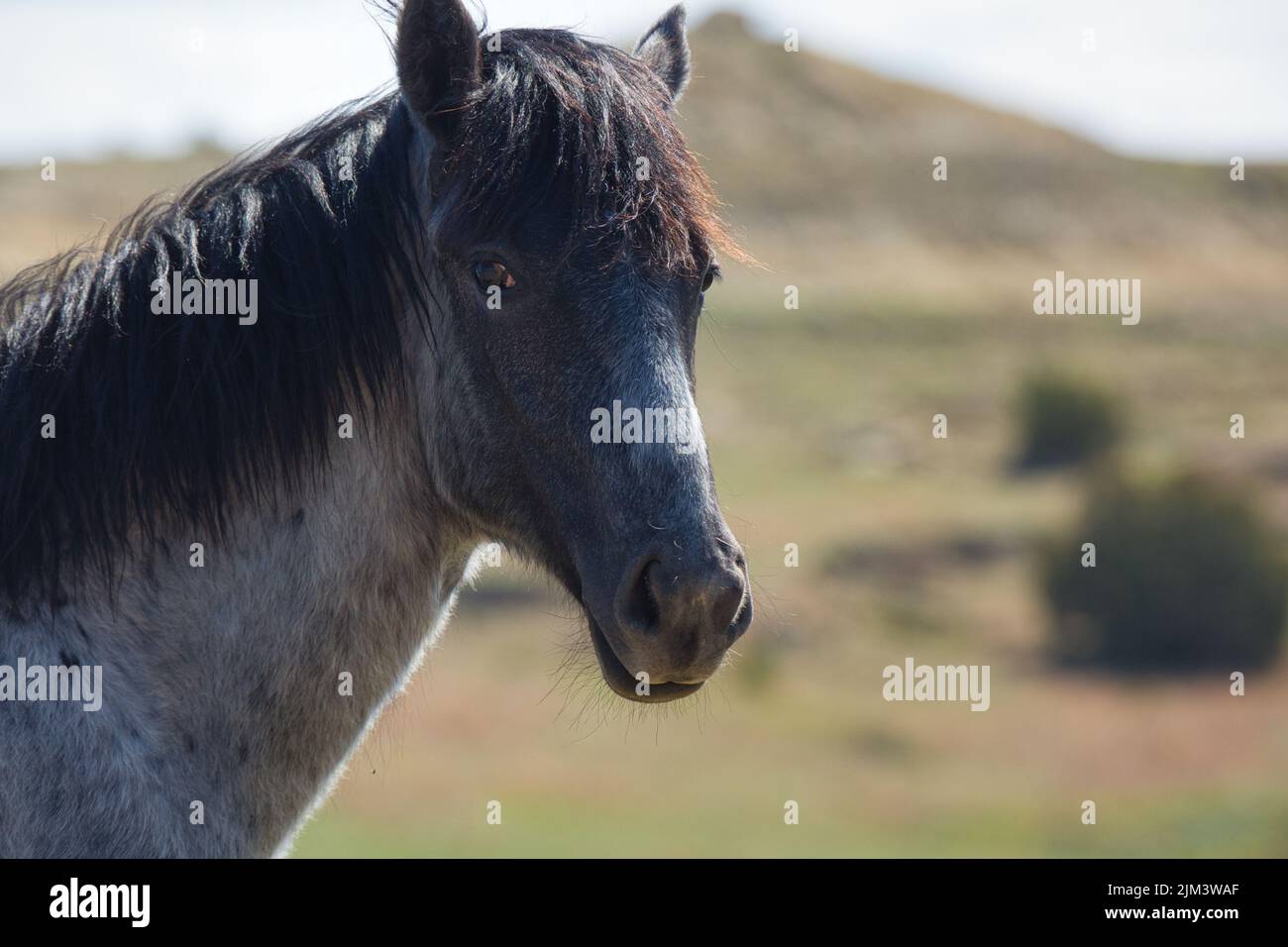 Nahaufnahme eines wilden Pferdes im Theodore Roosevelt National Park, North Dakota Stockfoto