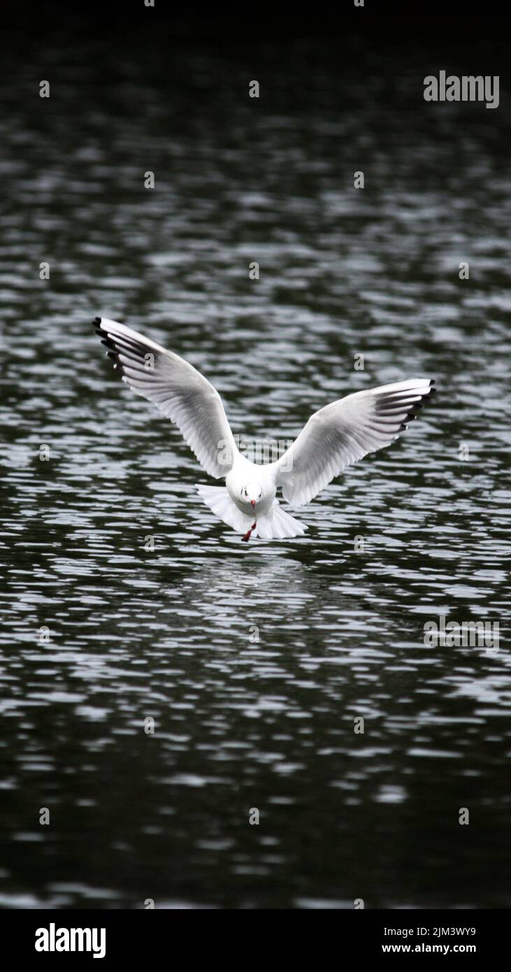 Eine vertikale Aufnahme einer Möwe, die Flügel über dem Wasser ausbreitet Stockfoto