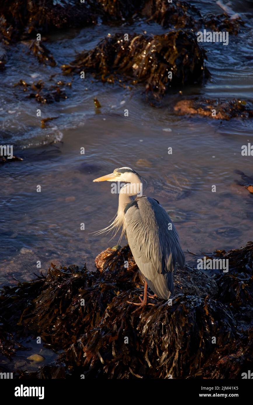 Graureiher (ardea cinerea) steht bei Ebbe auf Algen im Hafen in Co. Wicklow, Irland. Der Vogel erwärmt sich im Abendlicht. Vertikale Aufnahme. Stockfoto