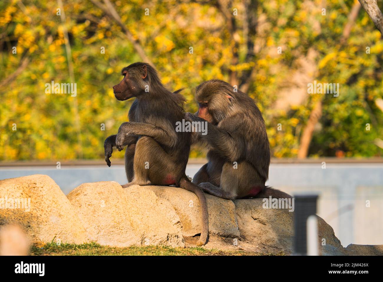 Ein Paar Makaken, die auf einem Felsen sitzen Stockfoto