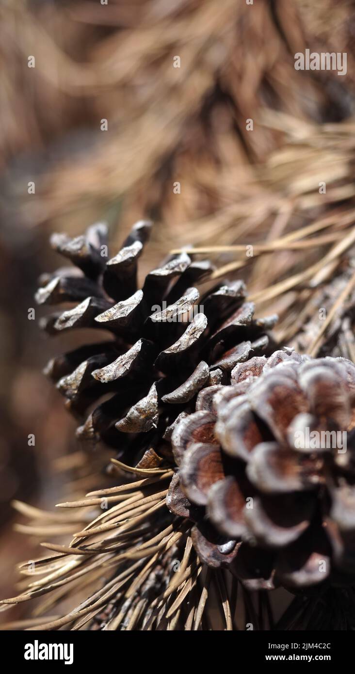 Eine vertikale Nahaufnahme von wachsenden Kiefernzapfen in unscharfem Hintergrund Stockfoto