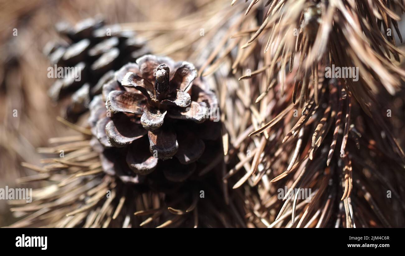 Eine Nahaufnahme von wachsenden Kiefernzapfen vor verschwommenem Hintergrund Stockfoto
