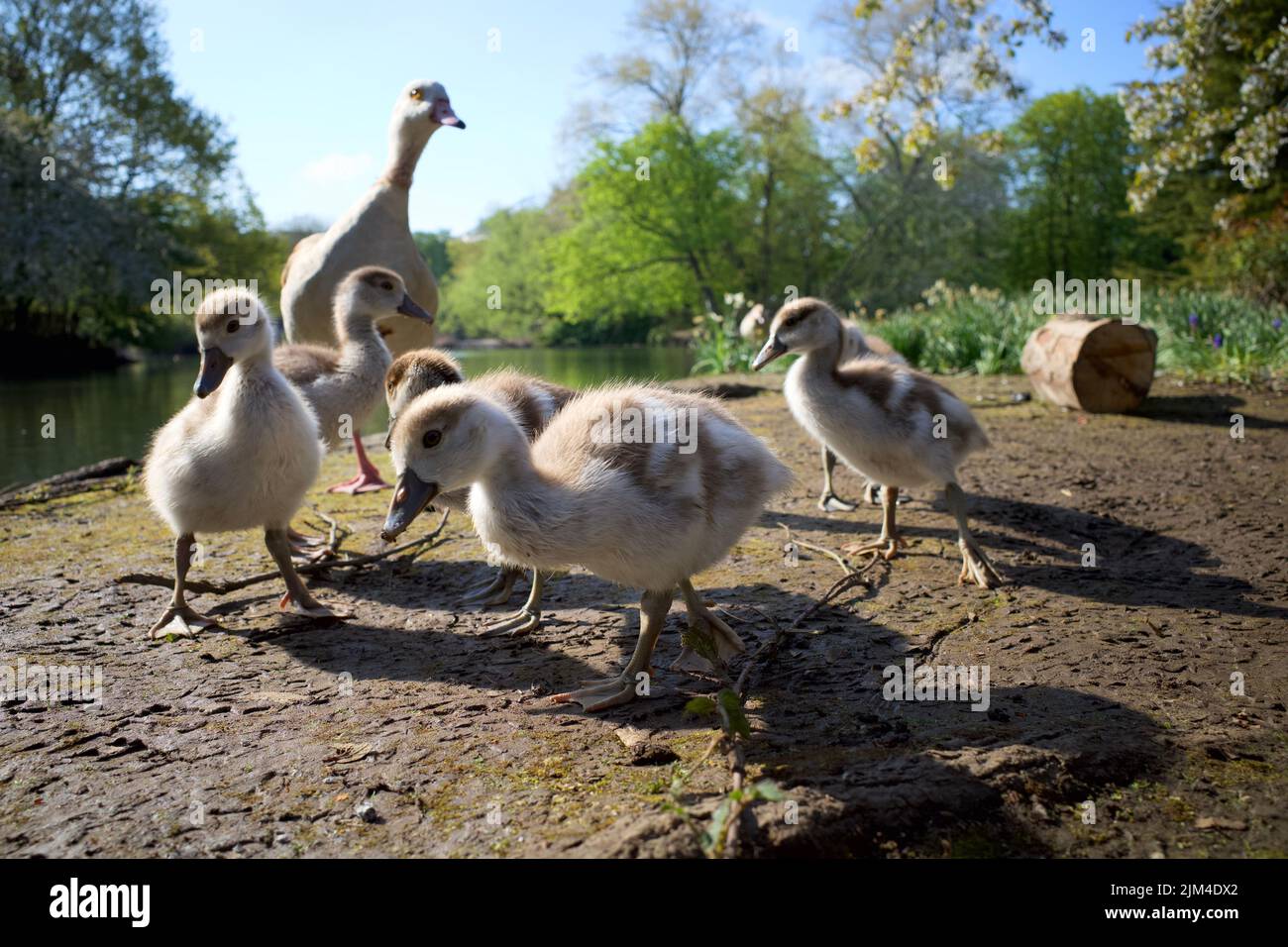 Eine Nahaufnahme von ägyptischen Gänsen mit ihrer Mutter Gans am Flussufer im Park. Stockfoto