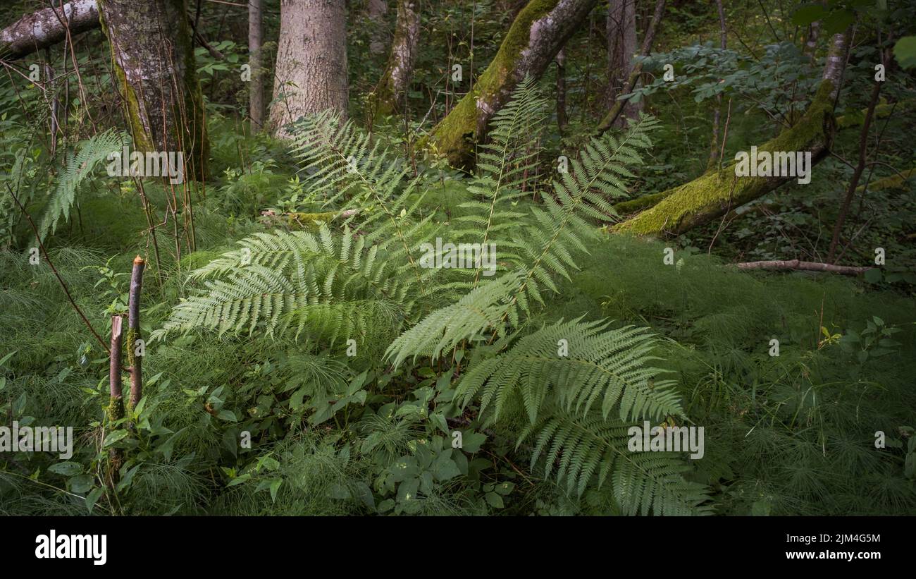 Nahaufnahme von grünen Gartenfarnblättern und Ästen in der Sommersonne. Stockfoto