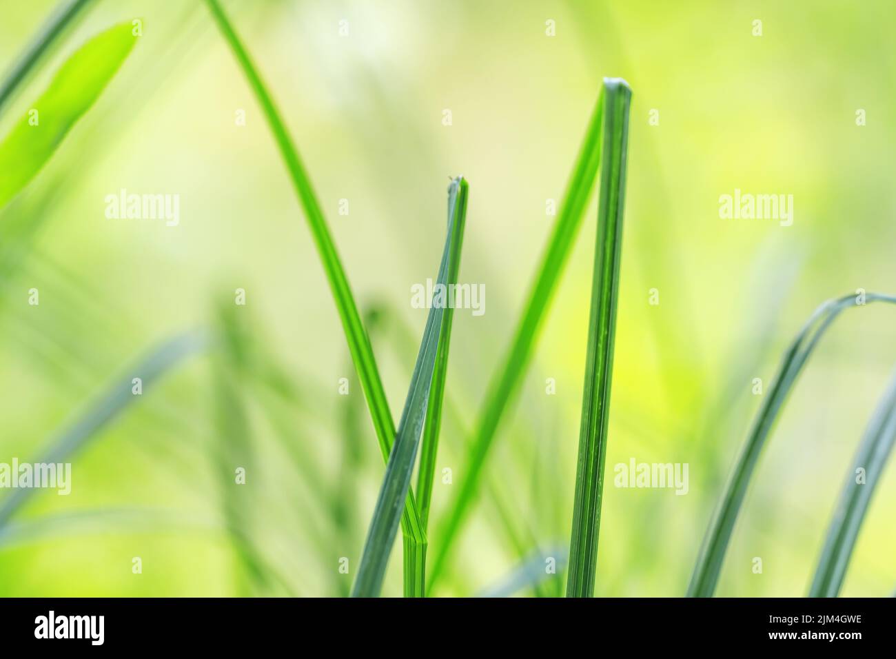 Nahaufnahme von frischem grünem Gras auf Bokeh Hintergrund. Makropflanzen Blätter Stockfoto