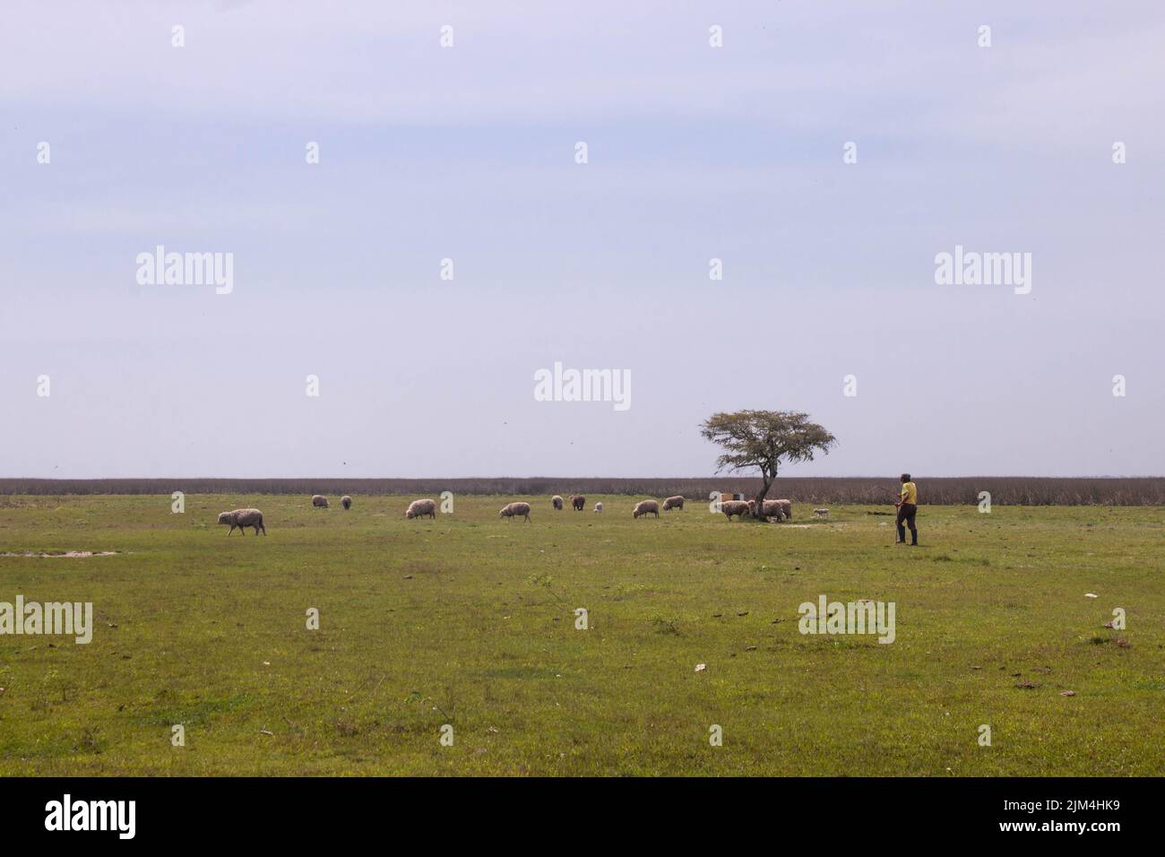 Mann, der Schafe auf einem offenen Feld hütet Stockfoto