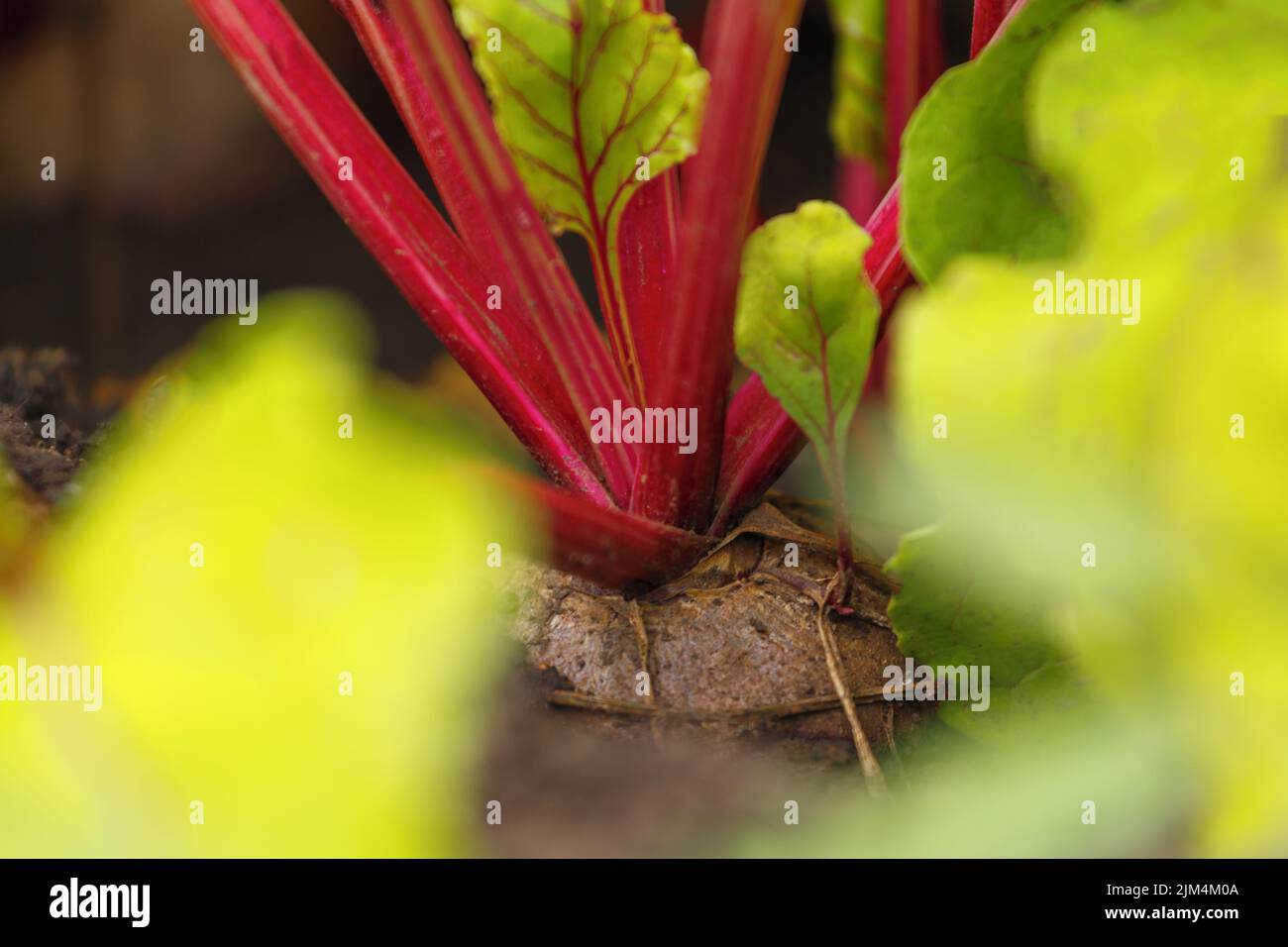 Rote Bete wächst im Boden im Garten. Nahaufnahme-Makro-Bokeh Stockfoto