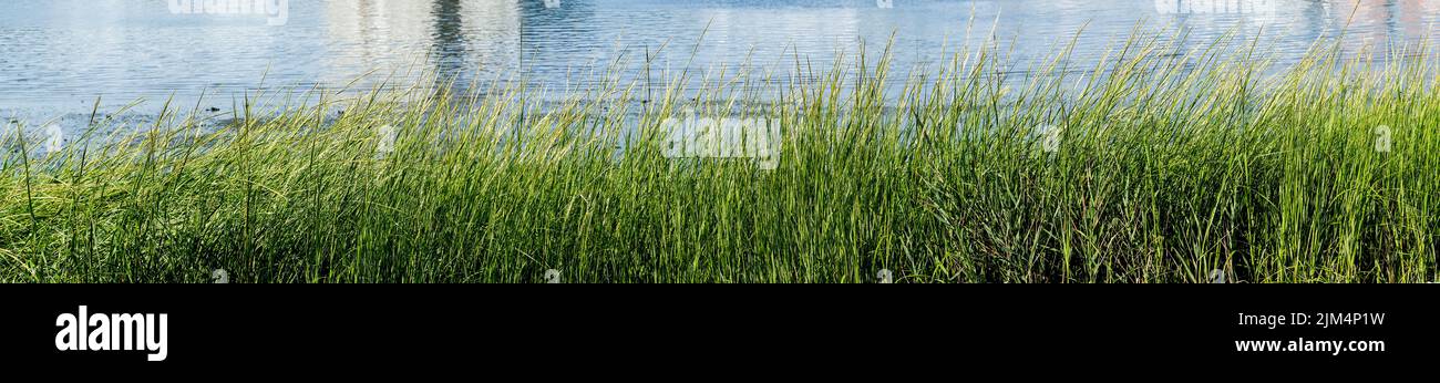 Grünes Gras in der Nähe des Flusses im Panorama mit Kopierraum Stockfoto