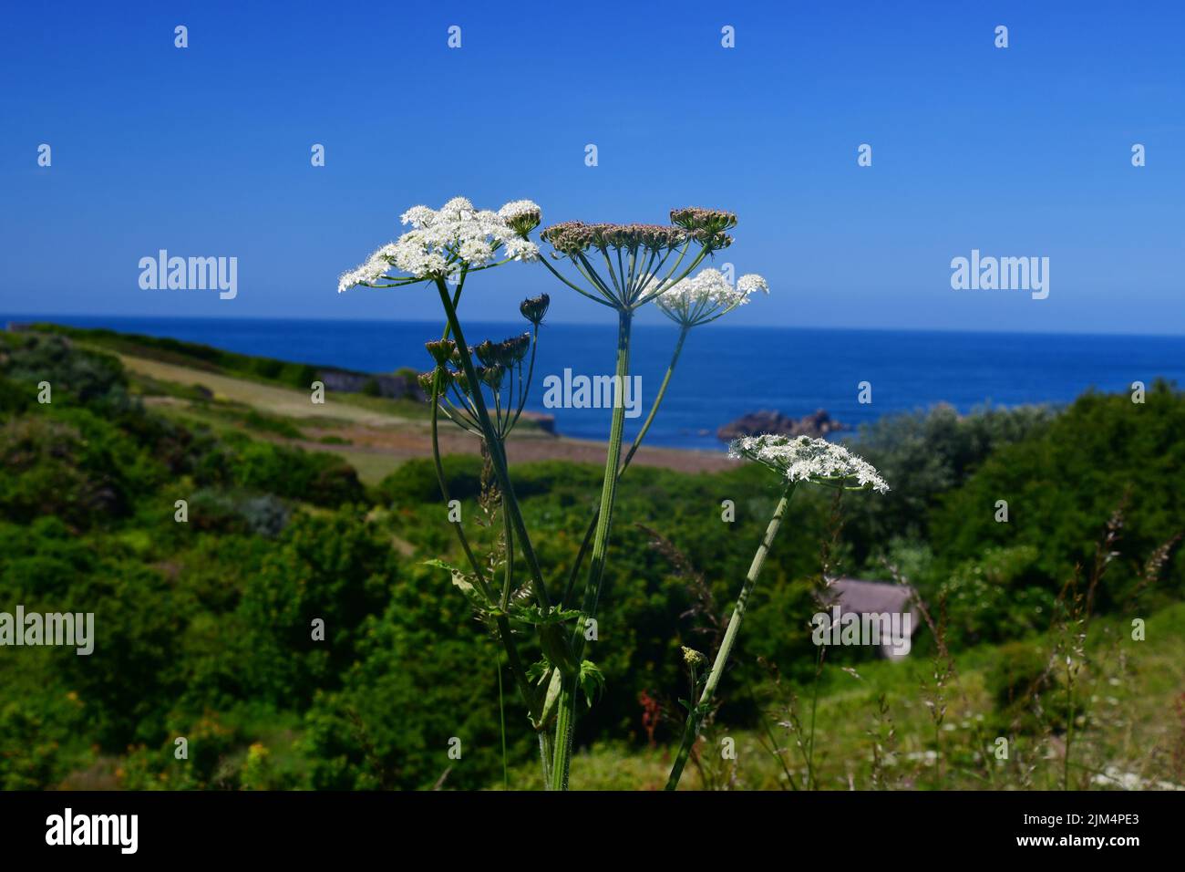 Weiß blühende Kuh Petersilie, Hogweed, wild wachsende in der Landschaft auf der ganzen Insel, hier mit einer Kulisse von Platte Saline, Alderney, Channel is Stockfoto