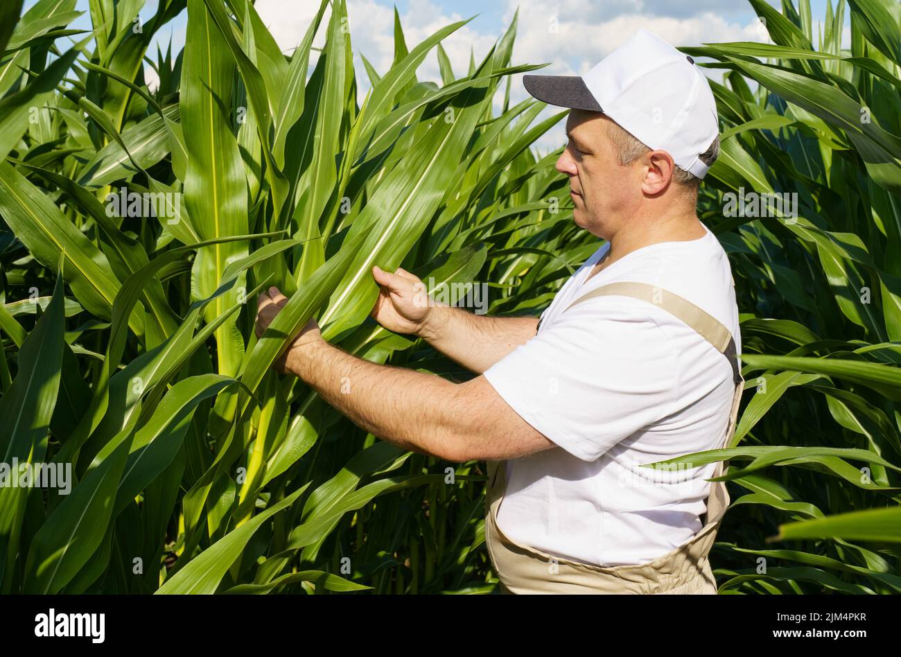Ein Landwirt inspiziert ein Feld mit wachsendem Mais, schaut auf die Blätter. Agro-industrielles Konzept. Stockfoto