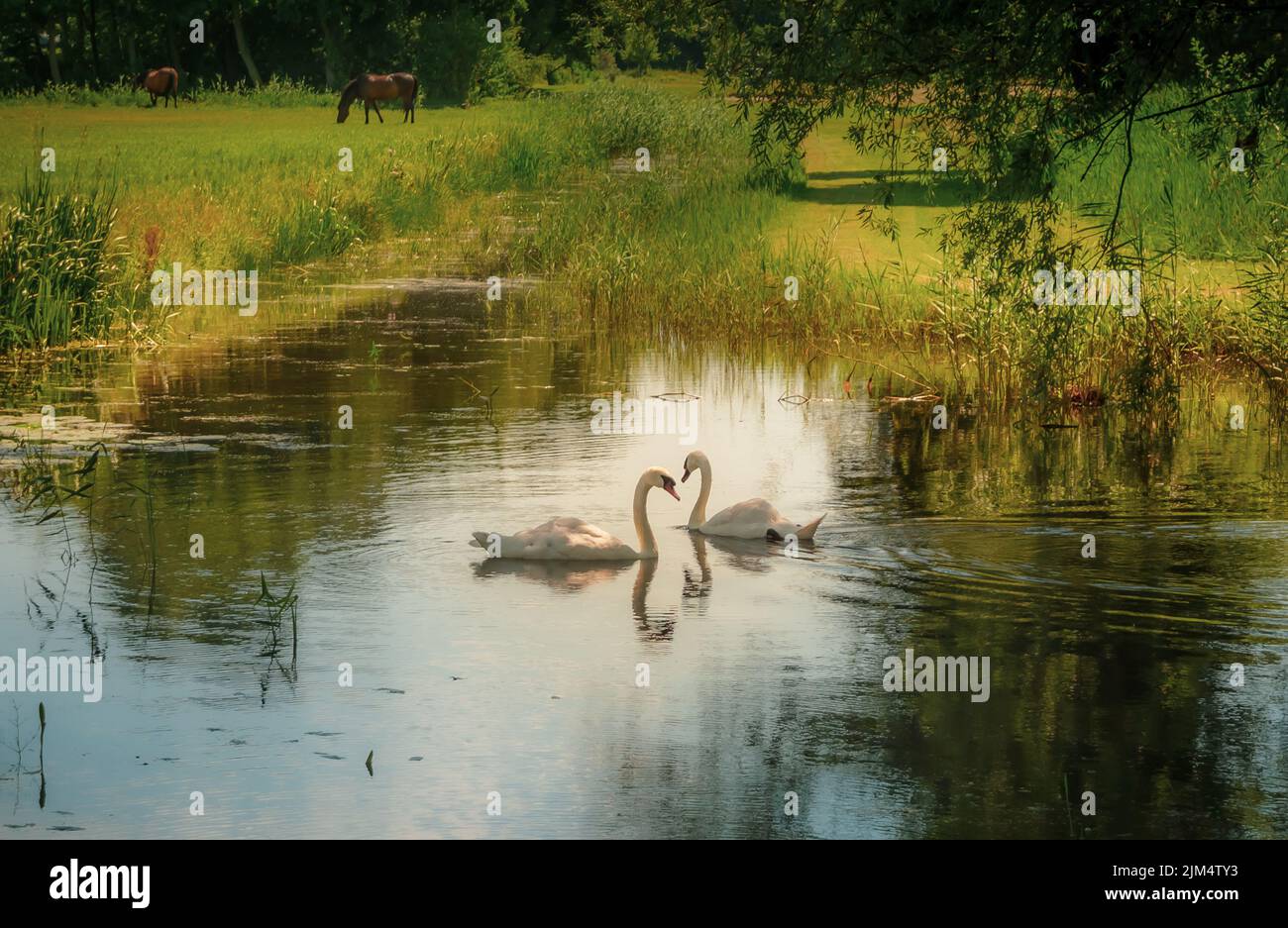 Zwei Schwäne schwimmen an einem Sommertag in den Niederlanden in einem Kanal mit Pferden im Hintergrund Stockfoto