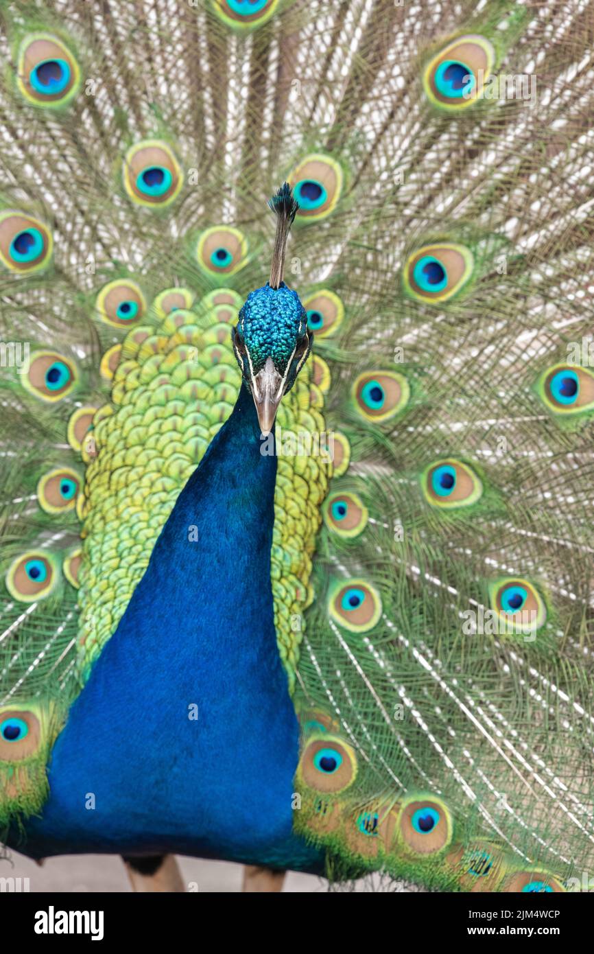Porträt eines Pfaus (pavo cristatus) mit aufgefiederten Schwanzfedern Stockfoto