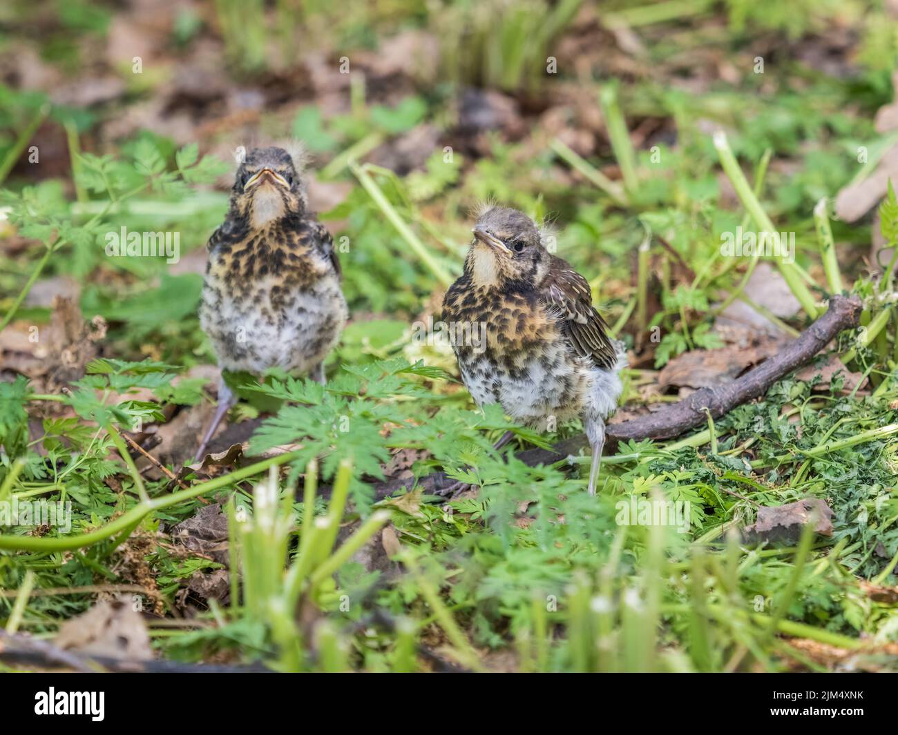 Zwei Feldfeilküken, Turdus pilaris, haben das Nest verlassen und sitzen auf dem Frühlingsrasen. Feldküken sitzen auf dem Boden und warten auf Nahrung Stockfoto