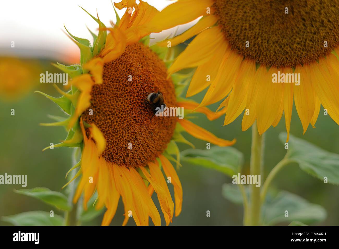 Hummel auf einer blühenden Sonnenblume Stockfoto