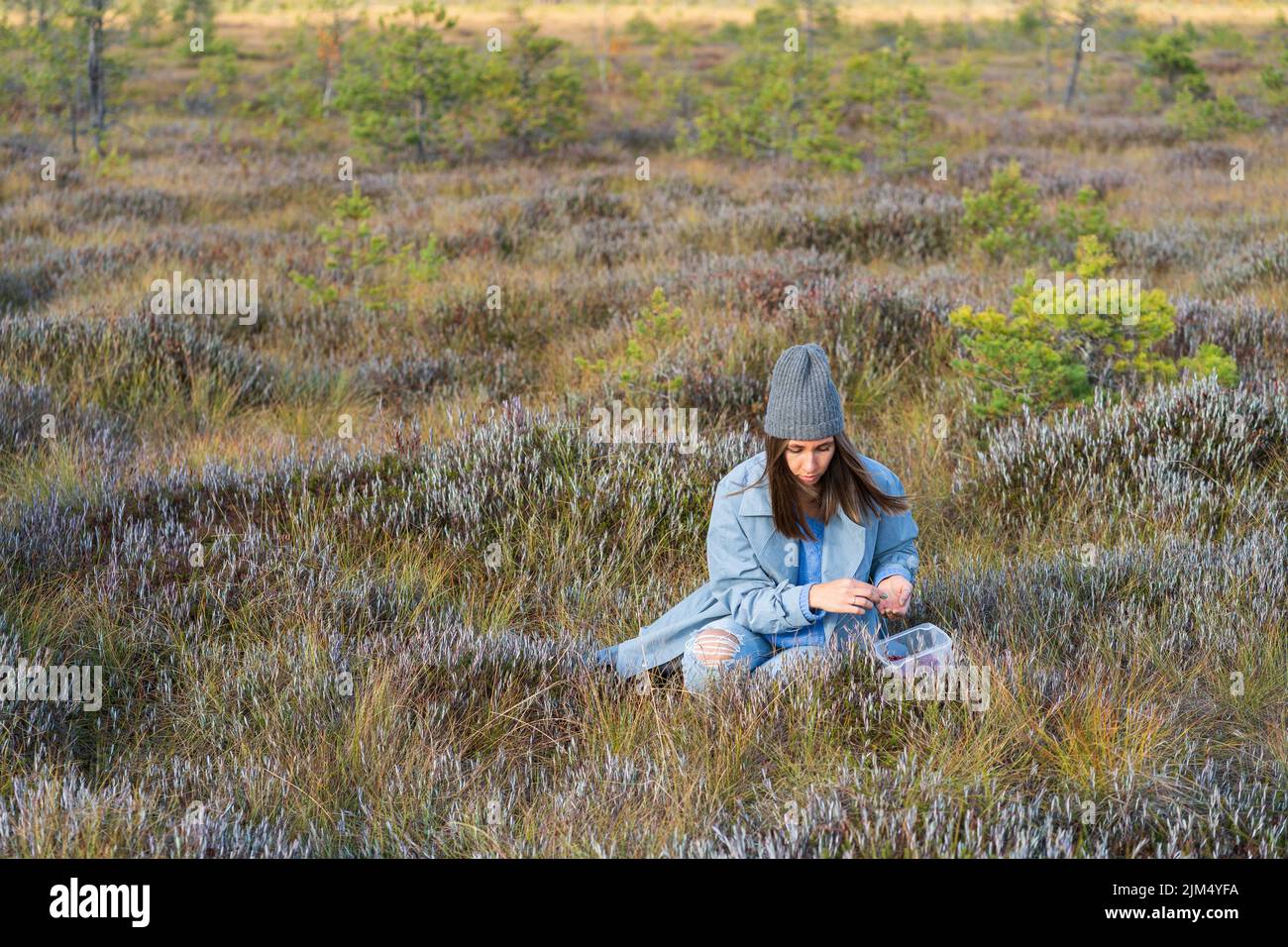 Die junge Frau entspannt sich allein beim Sammeln reifer Preiselbeeren im Herbst-Sumpfgras Stockfoto