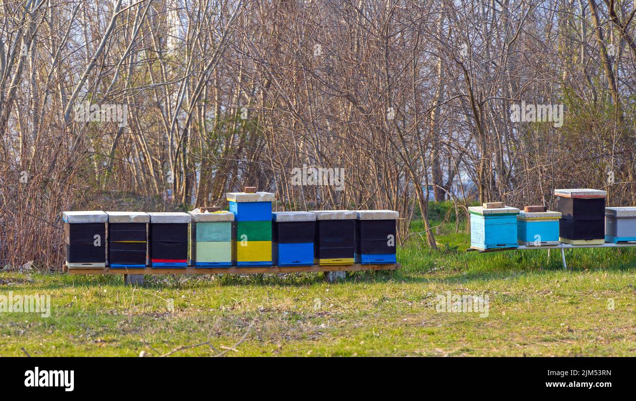 Viele Bienenstöcke in Row Honey Bee Bienenhaltung Bienenzucht Stockfoto