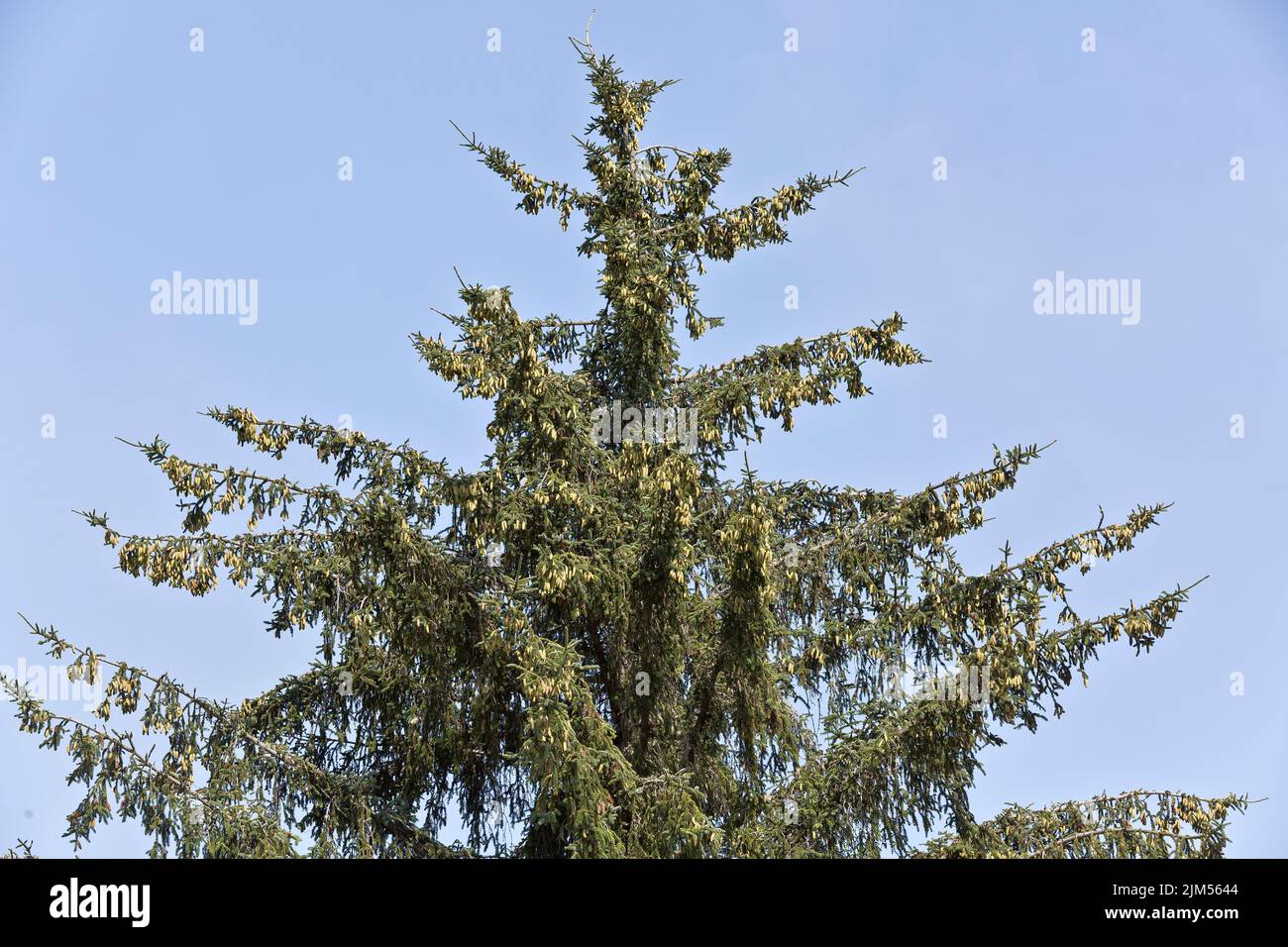 Sitka Fichte 'Picea sitchensis', Äste, reife weibliche und männliche Zapfen, Nadelbaum, immergrüner Baum. Stockfoto