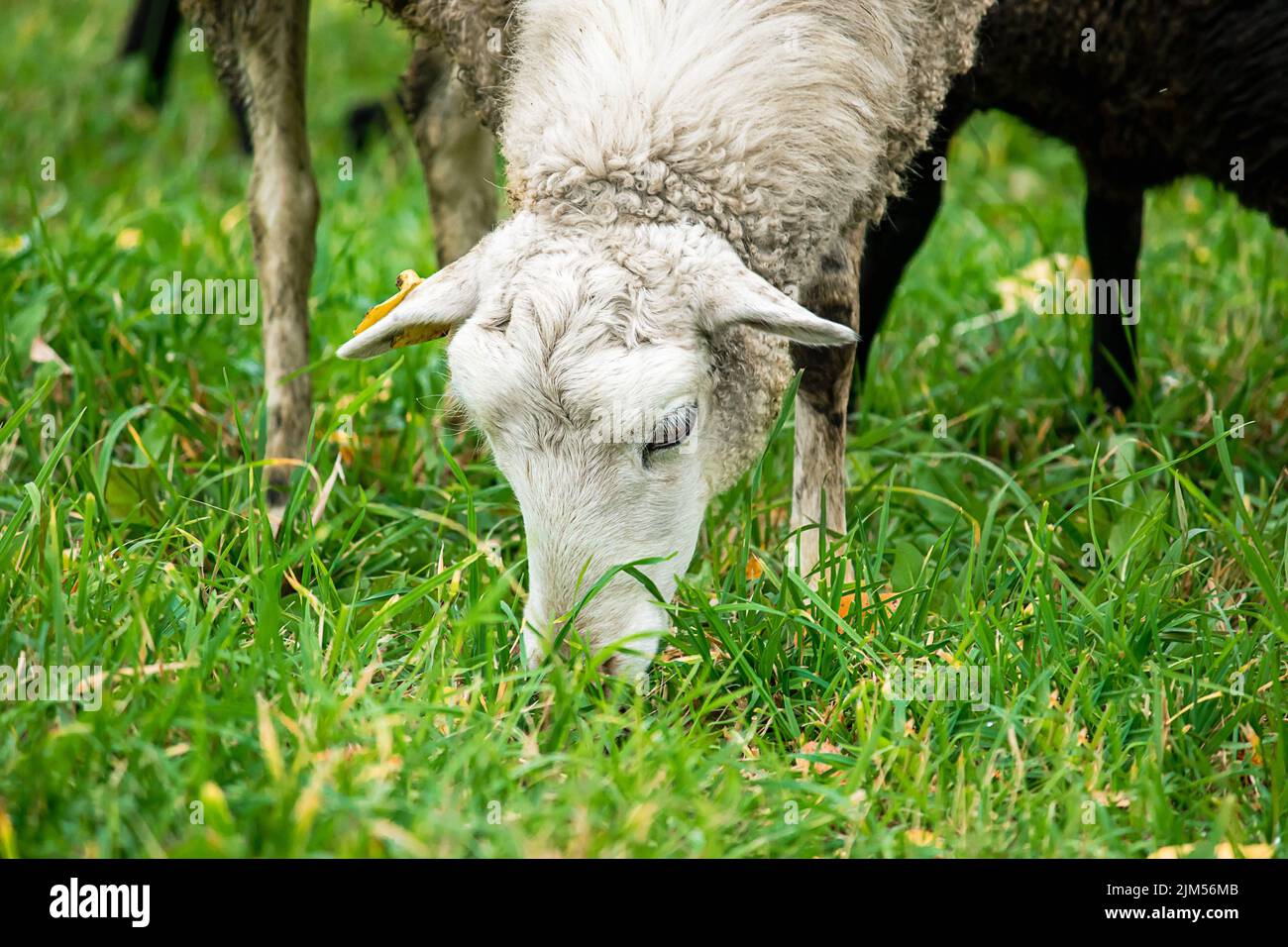 Farm braune Schafe weiden auf der Weide. Herde von Schafen, die Gras auf der Wiese fressen. Viehzucht, Landleben. Stockfoto