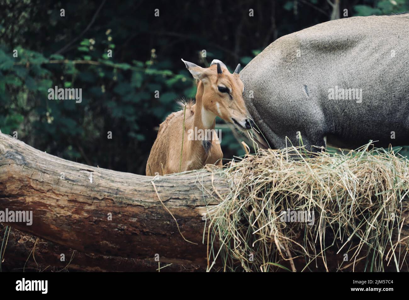 Ein Baby Nilgai, das im Bannerghatta National Park, Bangalore oder Bengaluru, Karnataka, Indien, trockenes Gras isst. Stockfoto