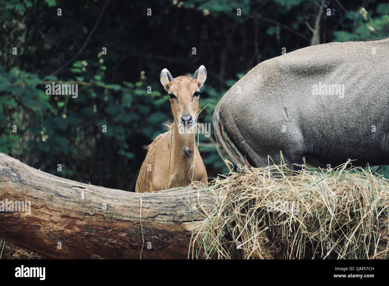 Ein Baby Nilgai, das im Bannerghatta National Park, Bangalore oder Bengaluru, Karnataka, Indien, trockenes Gras isst. Stockfoto