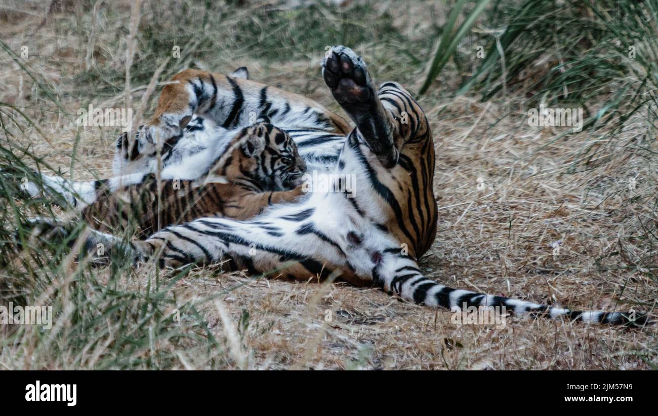 Eine Tigerin und ihr Junges verbinden sich, während es stäubt. Stockfoto