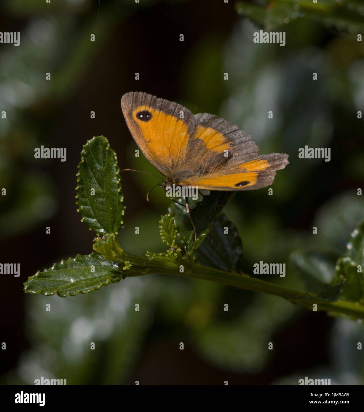 Weibliche Gatekeeper Butterfly Pyronia tithonus Wings geöffnet Stockfoto