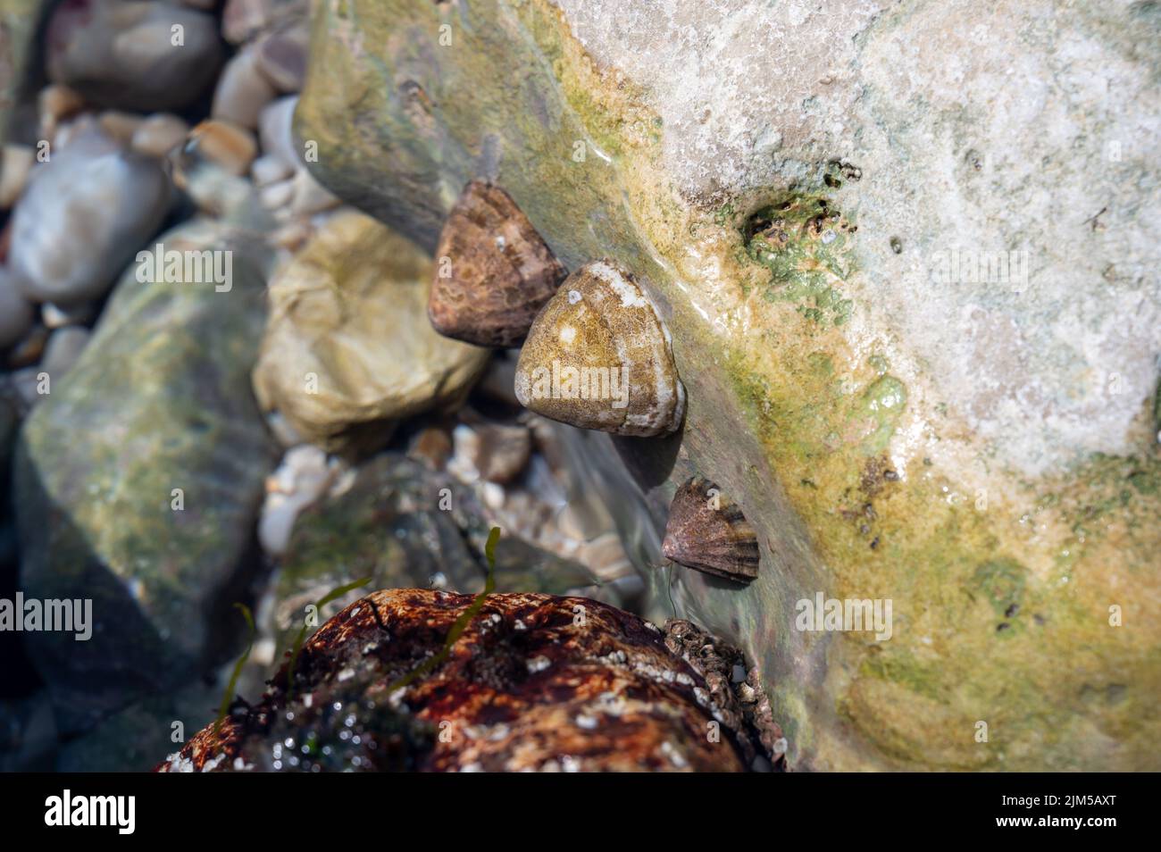 Essbare Meerwassermollusken Patella caerulea, eine Art von Limpet in der Familie Patellidae bei Ebbe in Etretat, Normandie, Frankreich Stockfoto