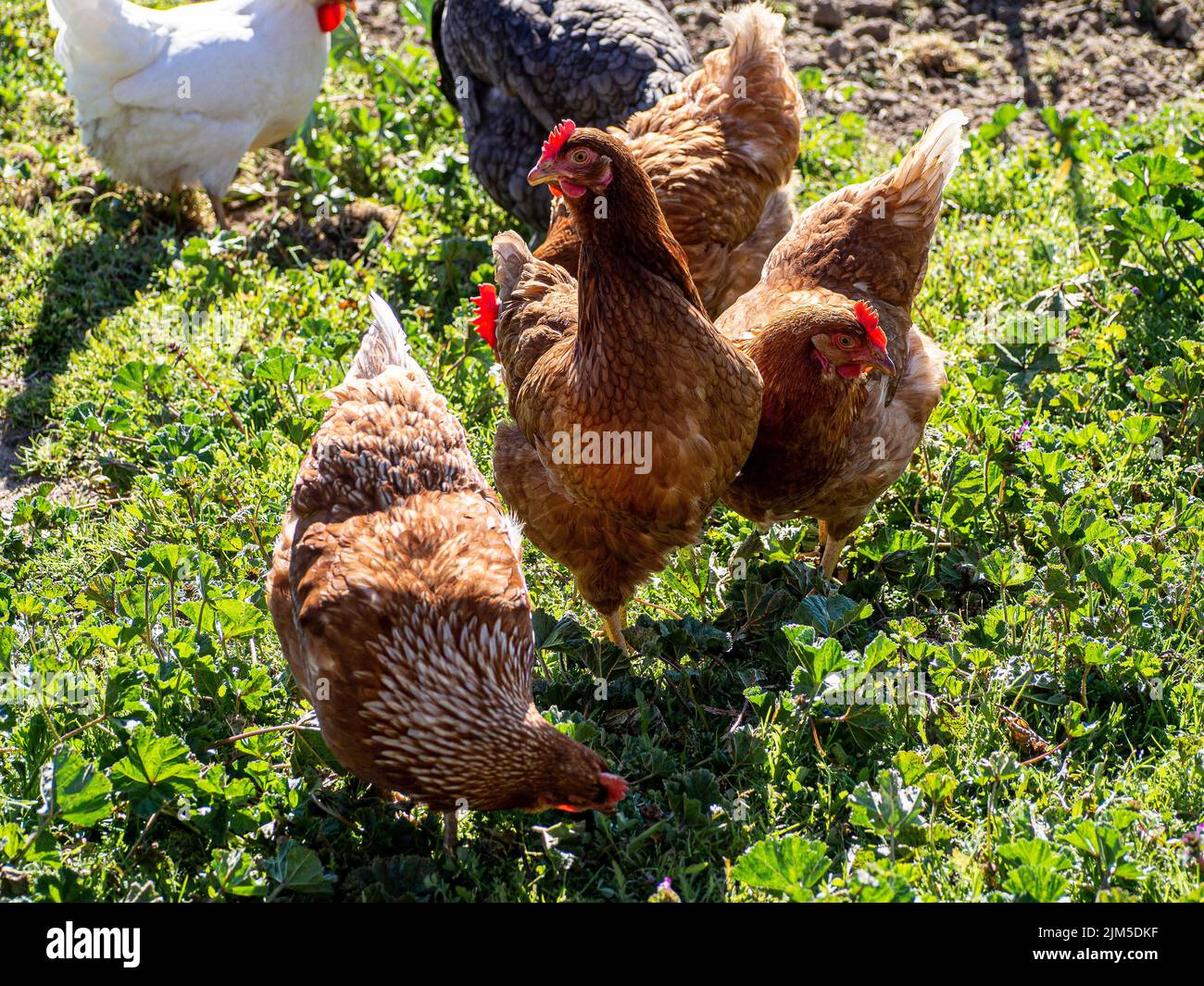 Eine Nahaufnahme von Hühnern auf Gras Stockfoto