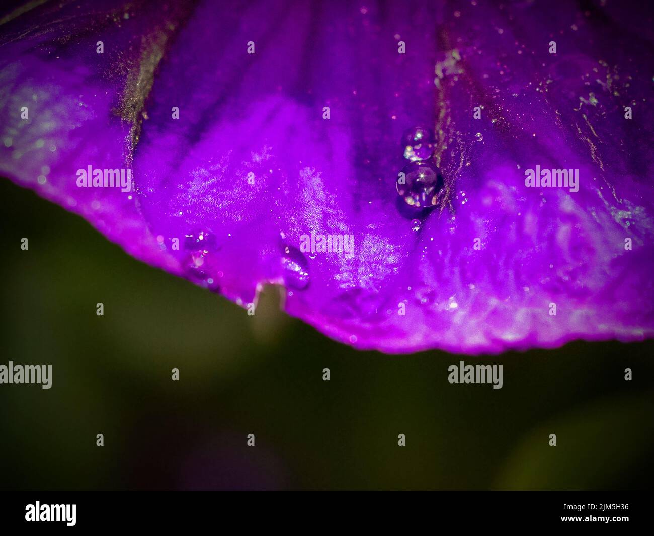 Eine Makroaufnahme von Wassertropfen auf einem violetten Blütenblatt Stockfoto