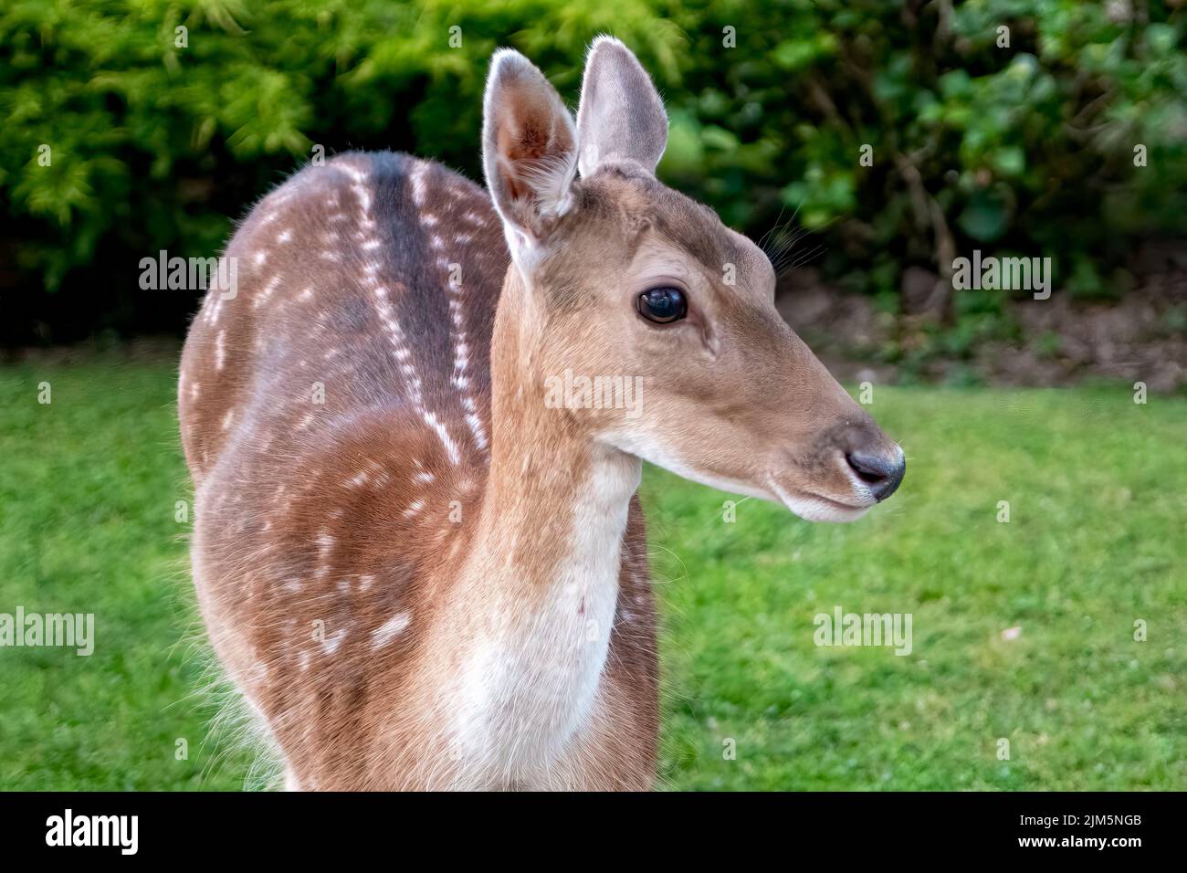 Damhirschweibchen, Dama dama, Symonds Yat, Herefordshire, England Stockfoto
