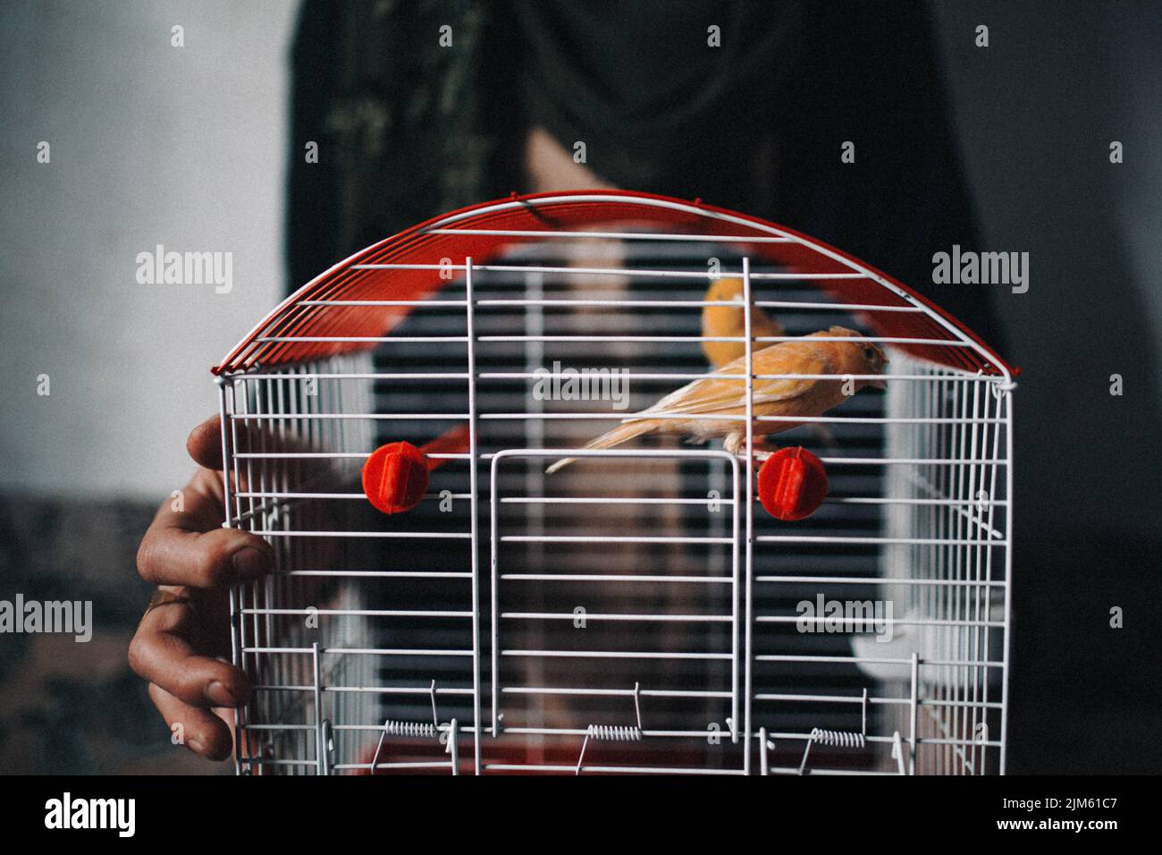 Eine Nahaufnahme der Hände einer Person, die einen Käfig mit Papageien im Inneren hält Stockfoto