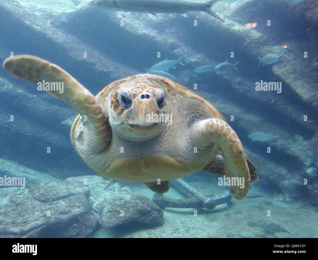 Eine Selektion einer Karettschildkröte (Caretta caretta) unter dem Ozean Stockfoto