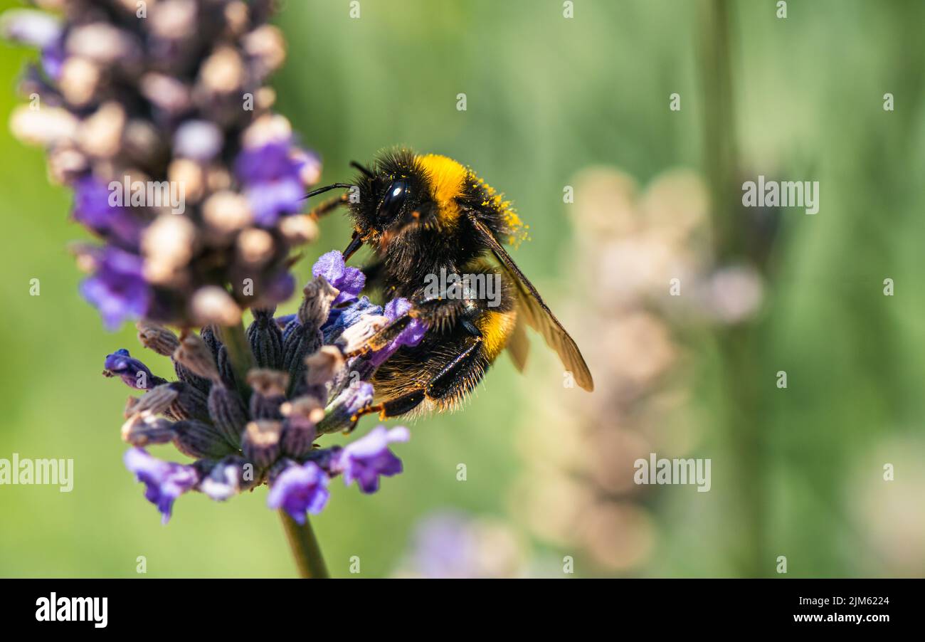 Bumblebee, Bombus terrestris auf Lavendelblüten Stockfoto