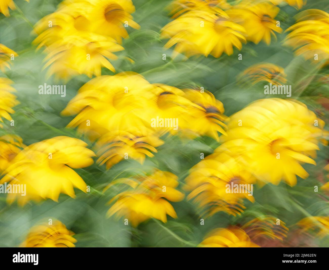 Verschwommene oder verschwommene gelbe Blumen, abstrakt und bunt für einen Hintergrund oder ein abstraktes Muster oder eine Textur. Stockfoto