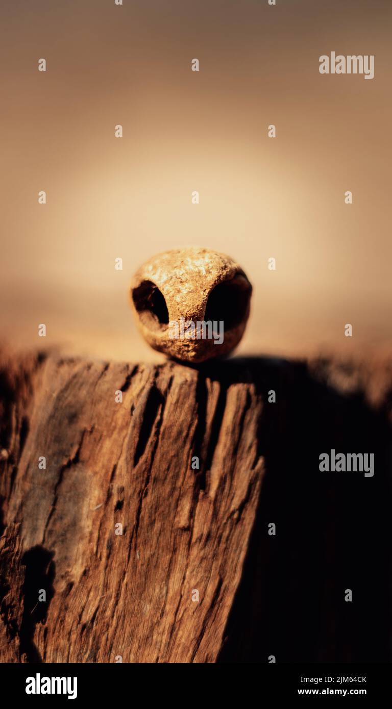 Amarula-Nuss von einem Baum, der wie der Kopf eines Außerirdischen aus dem Weltraum aussieht Stockfoto
