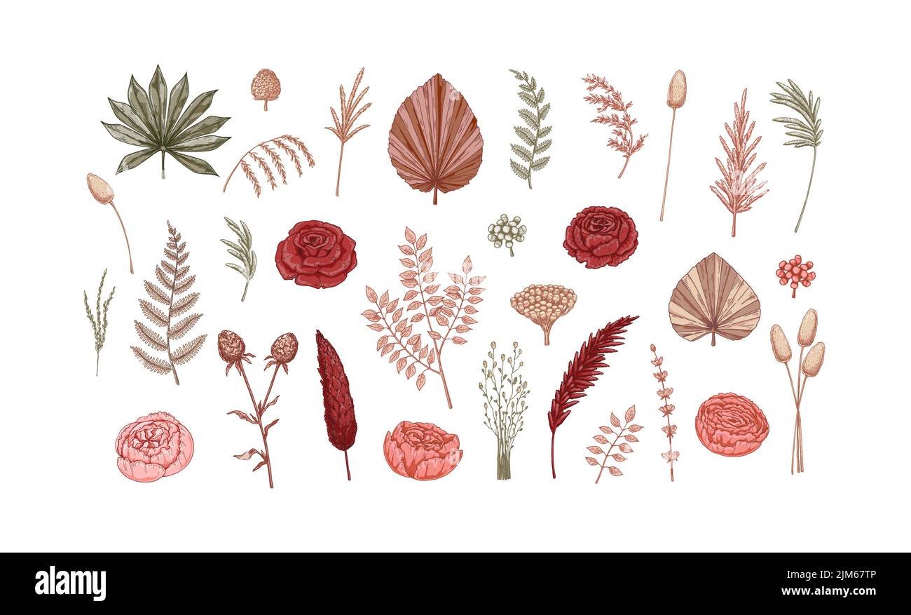 Bunte Reihe von eleganten trockenen Blumen. Moderne Floristik-Designelemente. Vektorgrafik im Skizzenstil Stock Vektor