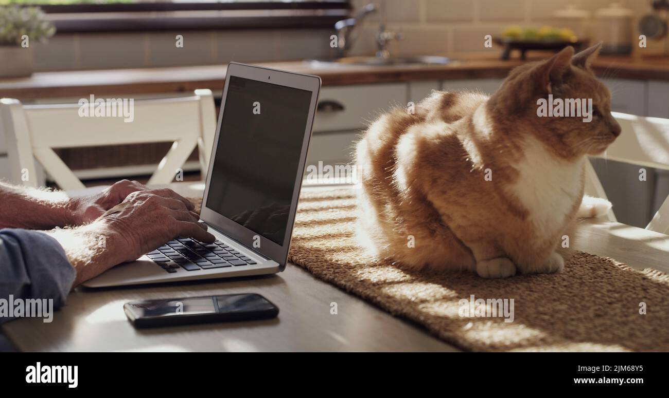 Heute Morgen Sonnenlicht ist perfekt für die Arbeit und meine Katze. Ein unkenntlich Mann sitzt in der Küche mit seiner Katze und mit seinem Laptop, um von zu Hause aus zu arbeiten Stockfoto