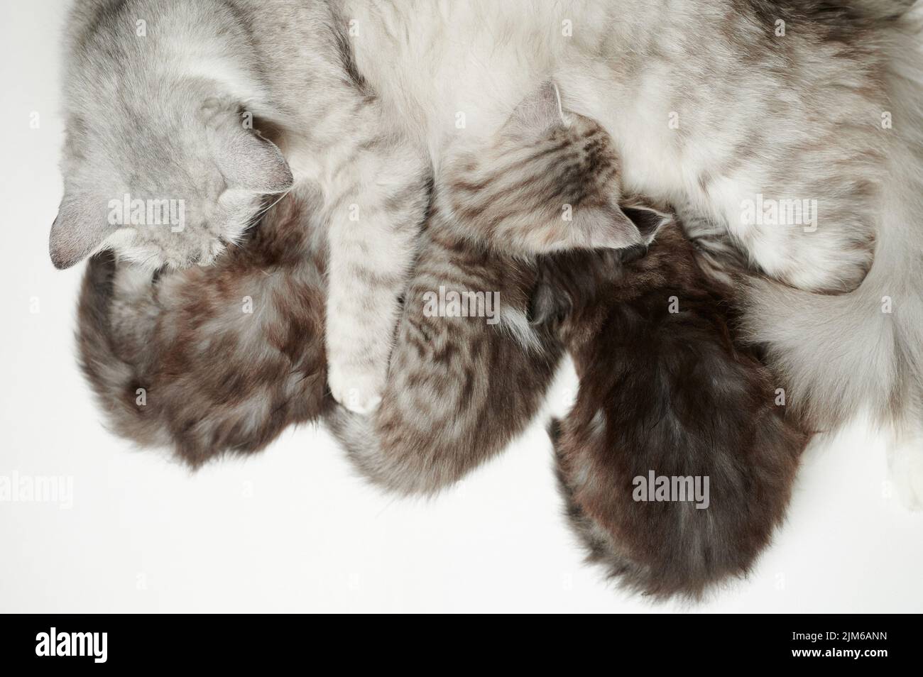 Neugeborener Kitty isst Milch von Katze brest isoliert auf Studiohintergrund Stockfoto